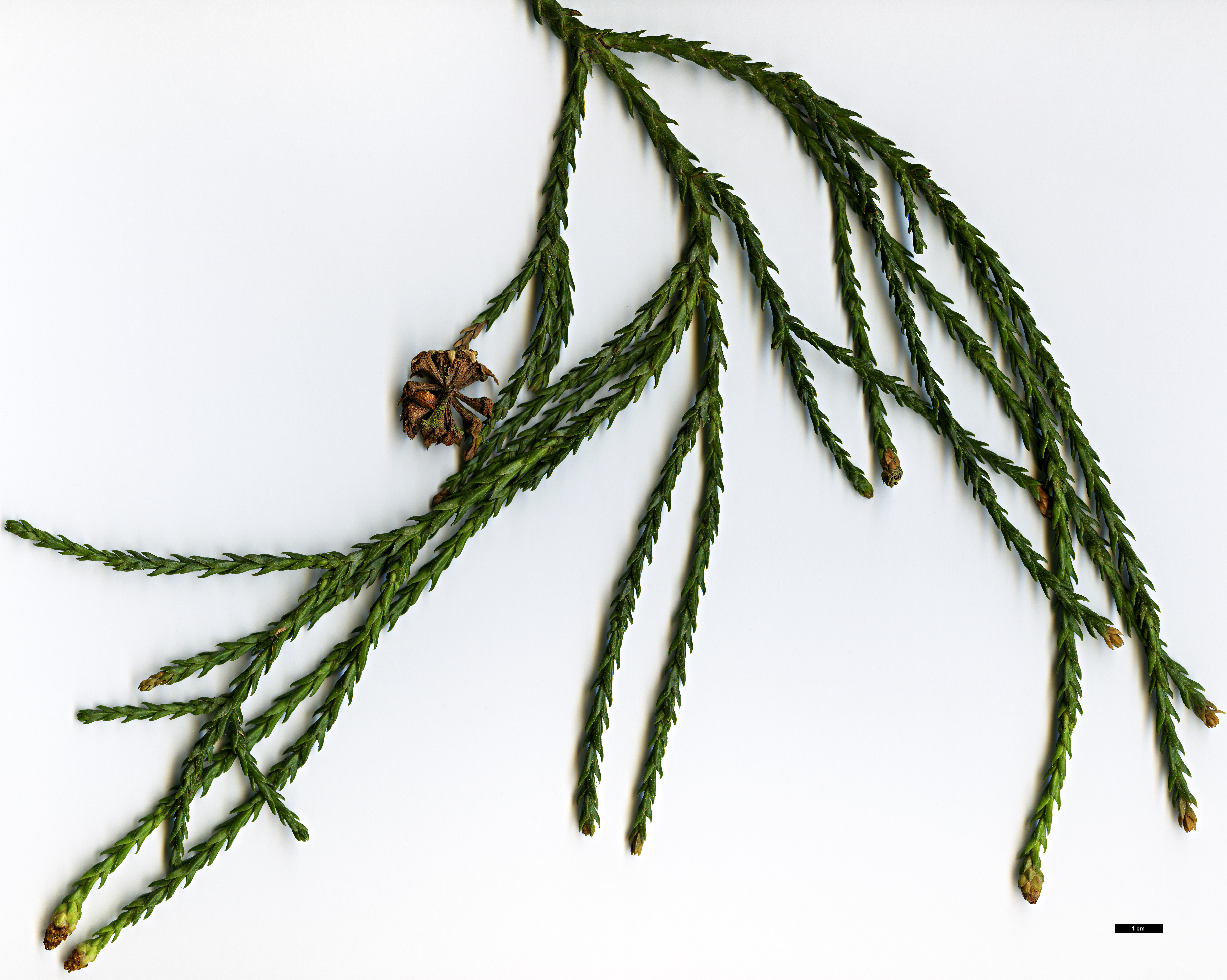 High resolution image: Family: Cupressaceae - Genus: Athrotaxis - Taxon: ×laxifolia (A.cupressoides × A.selaginoides)